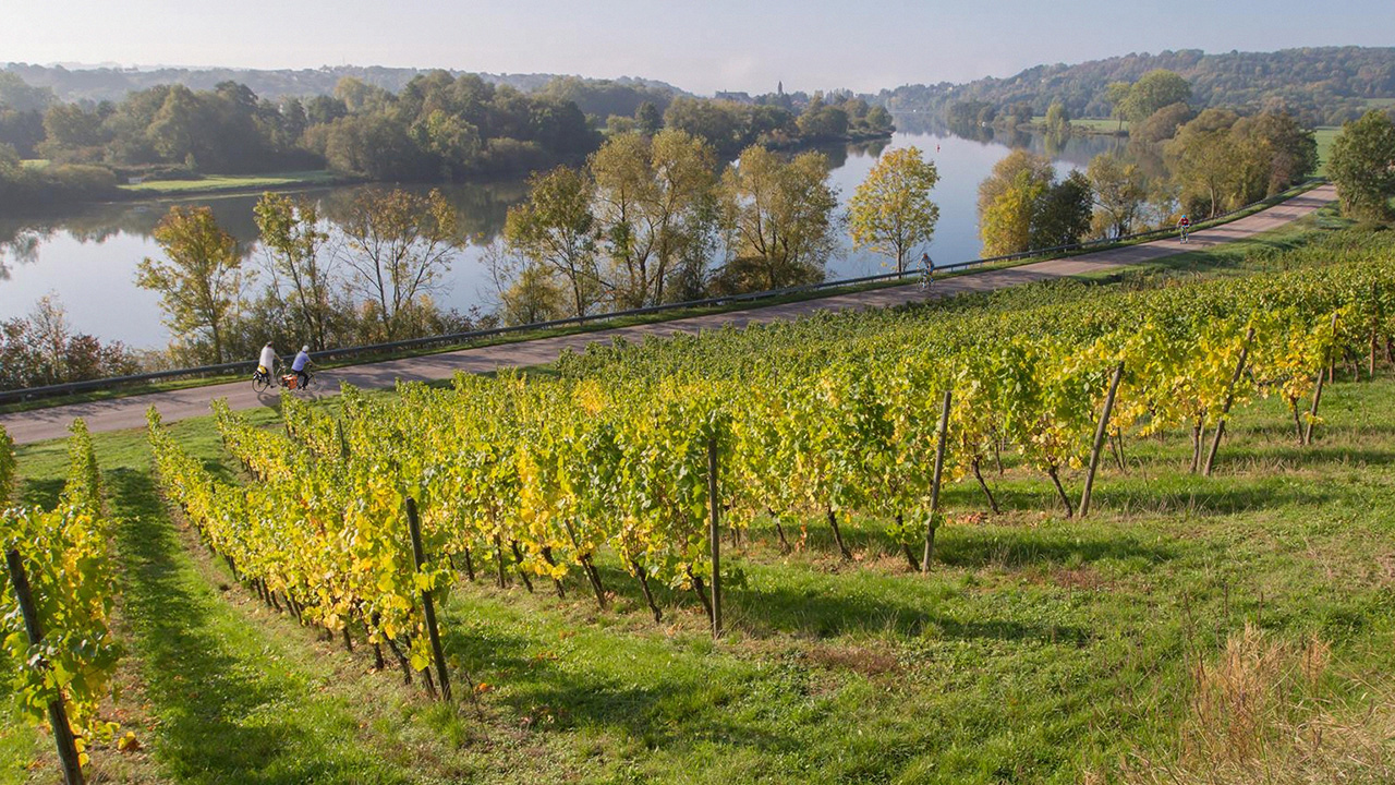 Route des vins de Moselle